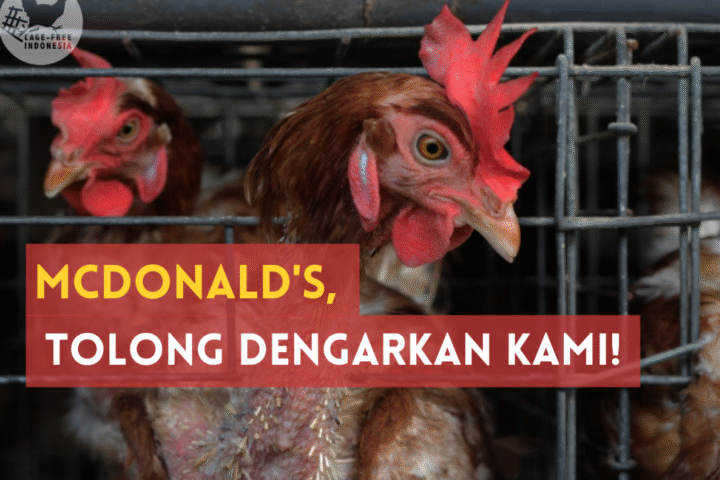 McDonald’s Indonesia, Bebaskan Ayam Petelur Dari Kerangkeng Yang Menyakitkan!