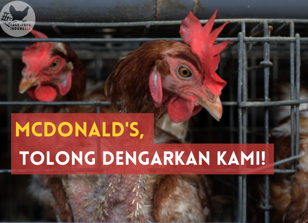 McDonald’s Indonesia, Bebaskan Ayam Petelur Dari Kerangkeng Yang Menyakitkan!