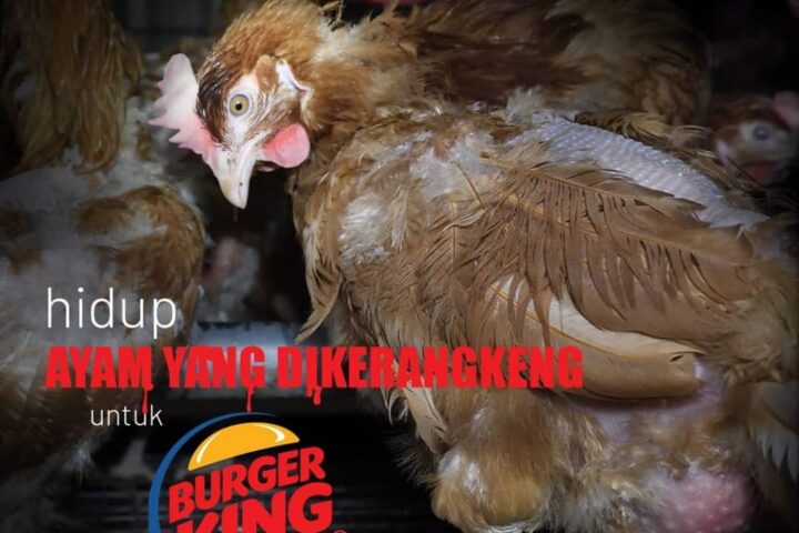 Kampanye Global Serentak ‘Bebas Kandang’ oleh Open Wing Alliance
