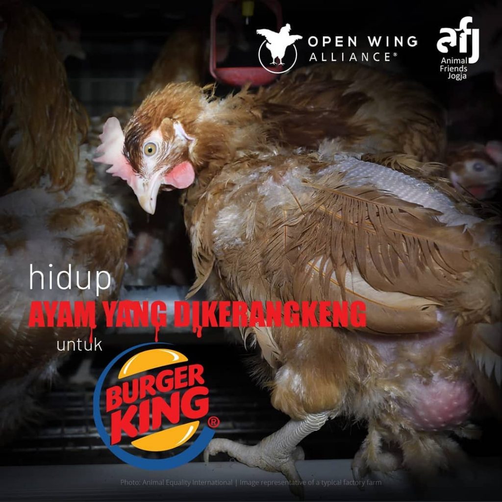 Kampanye Global Serentak ‘Bebas Kandang’ oleh Open Wing Alliance