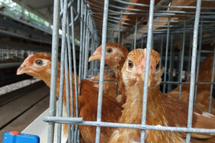 Si Kecil Malang, Hidup di Penjara Kerangkeng Kejam!