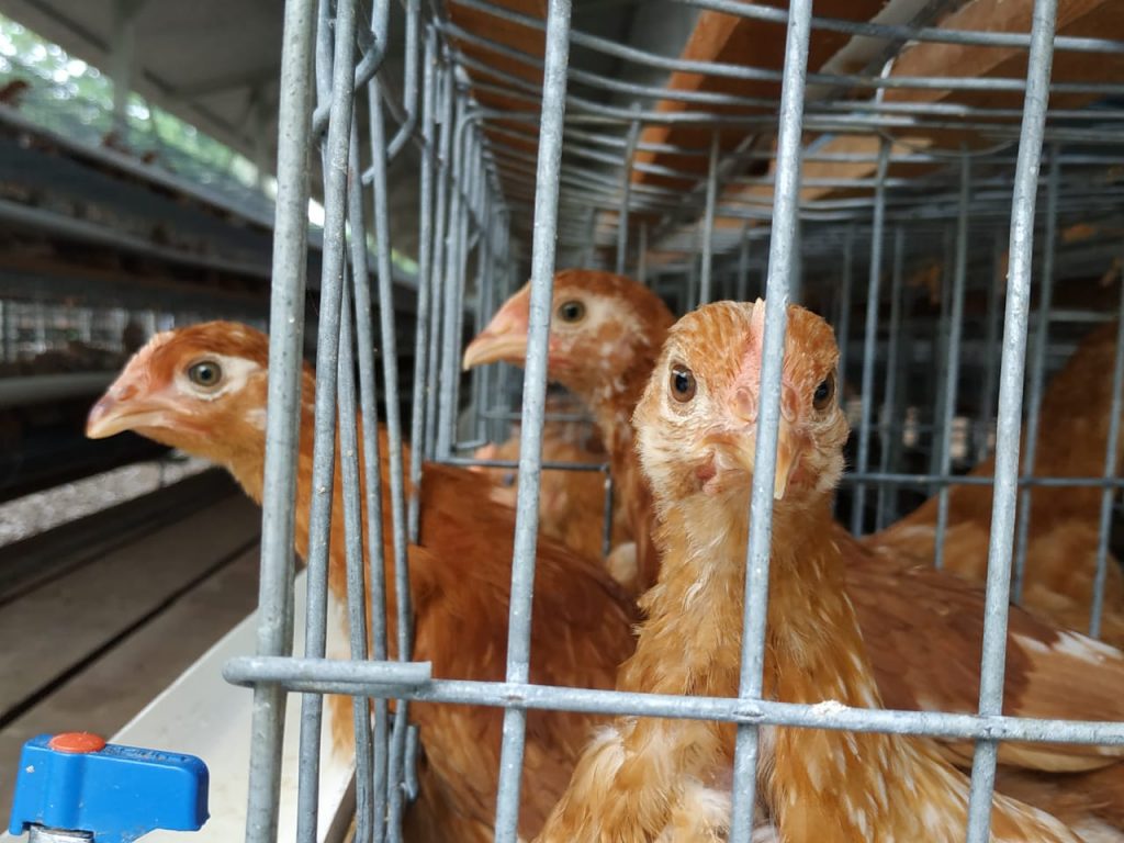 Si Kecil Malang, Hidup di Penjara Kerangkeng Kejam!