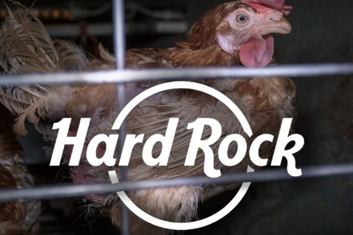 Kampanye Bebas Kandang Global Desak Hard Rock Hapus Kekejaman Kandang dari Rantai Pasokannya