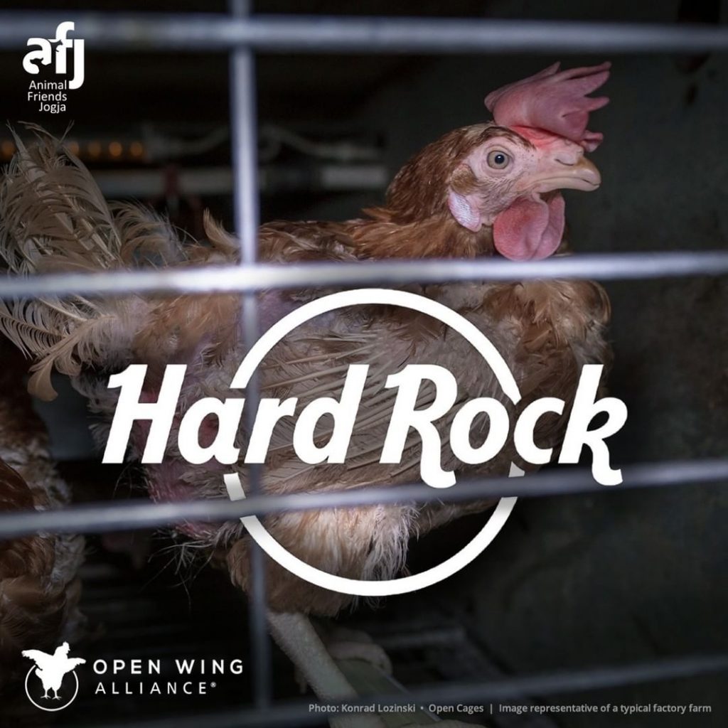 Kampanye Bebas Kandang Global Desak Hard Rock Hapus Kekejaman Kandang dari Rantai Pasokannya