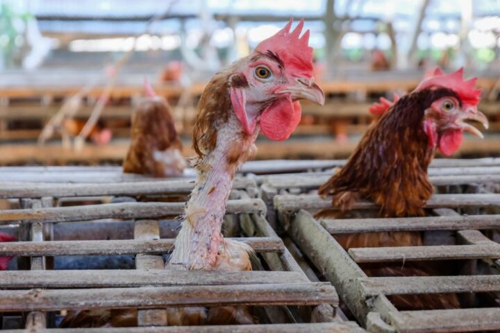 “Ayam Petelur Kandang Baterai” Stres Tiada Akhir dan Berkelanjutan