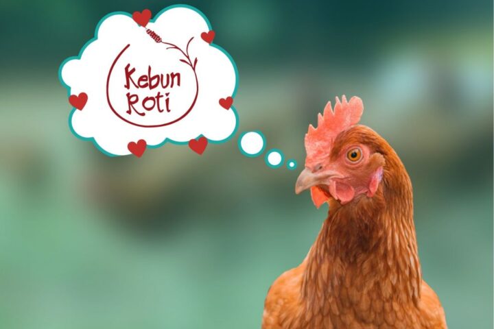 Dari Kebun Roti untuk Ayam Petelur!