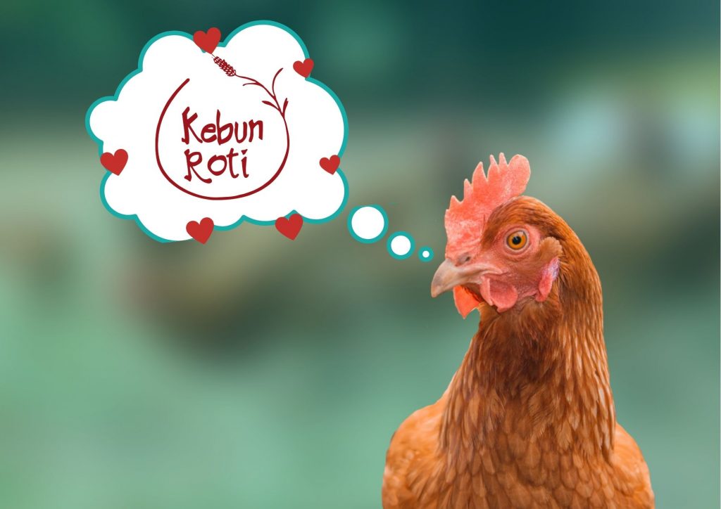 Dari Kebun Roti untuk Ayam Petelur!