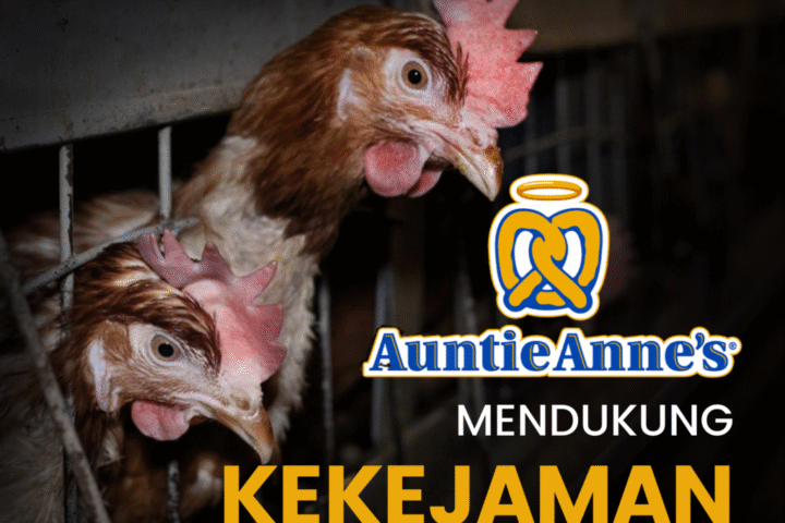 KAMPANYE GLOBAL BEBAS KANDANG BATERAI: FOCUS BRANDS BERHENTILAH MENDUKUNG KEKEJAMAN TERHADAP HEWAN