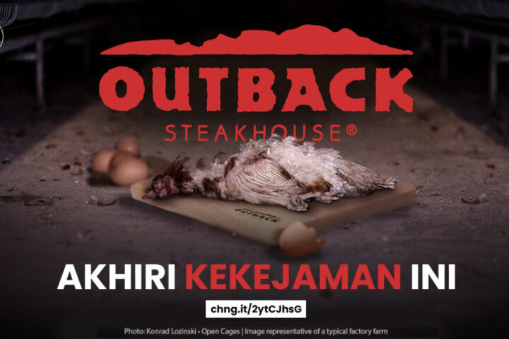 Outback Steakhouse Akhiri Kekejaman Ini!