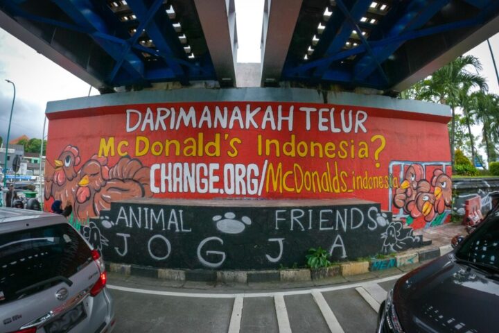 Animal Friends Jogja Ajak Konsumen Tanyakan dari Mana Sumber Telur McDonald’s Indonesia Berasal