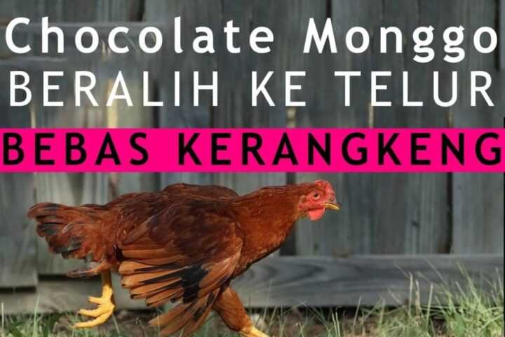 Chocolate Monggo, salah satu perusahaan coklat di Yogyakarta yang menggunakan Telur Bebas Kandang Baterai