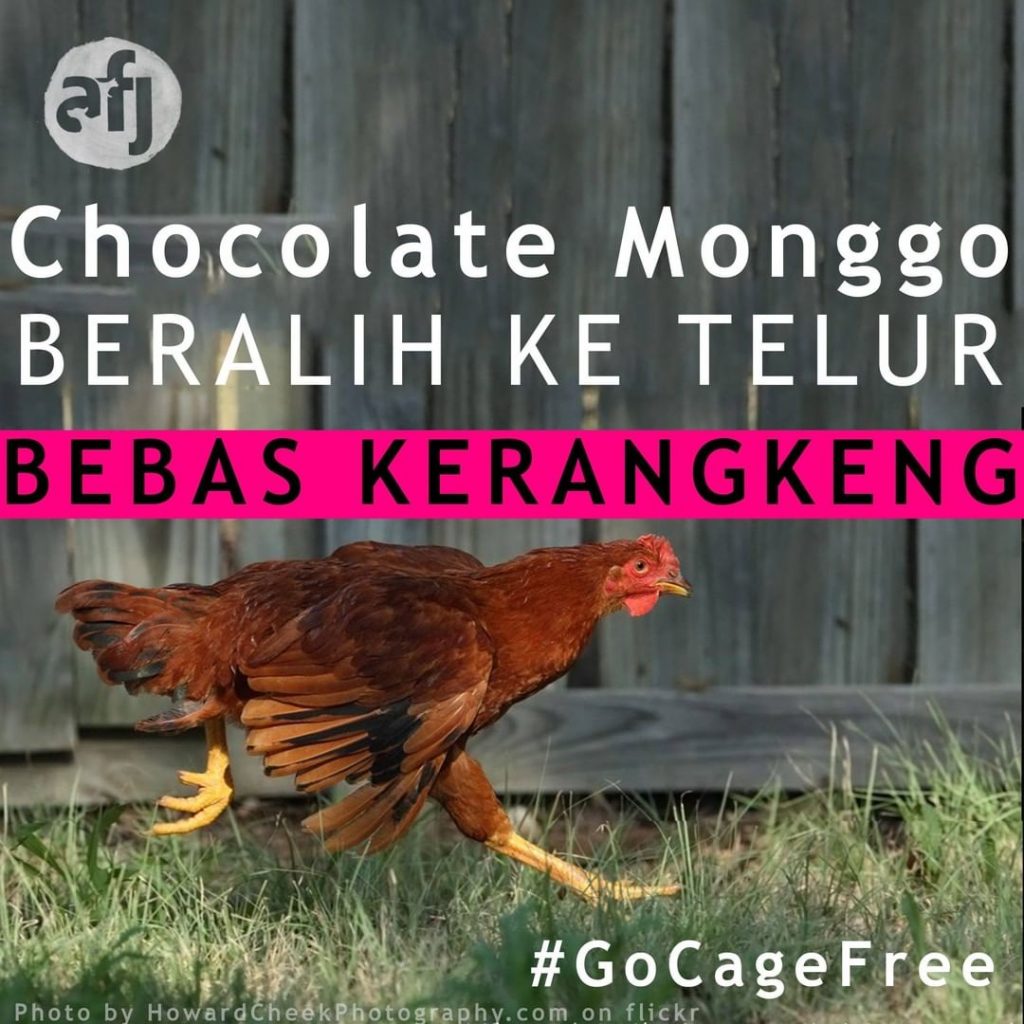 Chocolate Monggo, salah satu perusahaan coklat di Yogyakarta yang menggunakan Telur Bebas Kandang Baterai