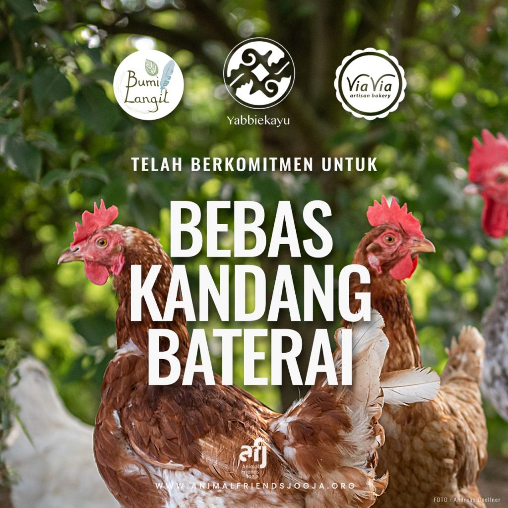 Peduli Kesejahteraan Hewan, Tiga Bisnis Kuliner Terkemuka di Yogyakarta Gunakan Telur Bebas Kandang Baterai