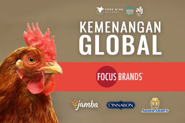 Bebas Kandang Baterai: Kemenangan Global