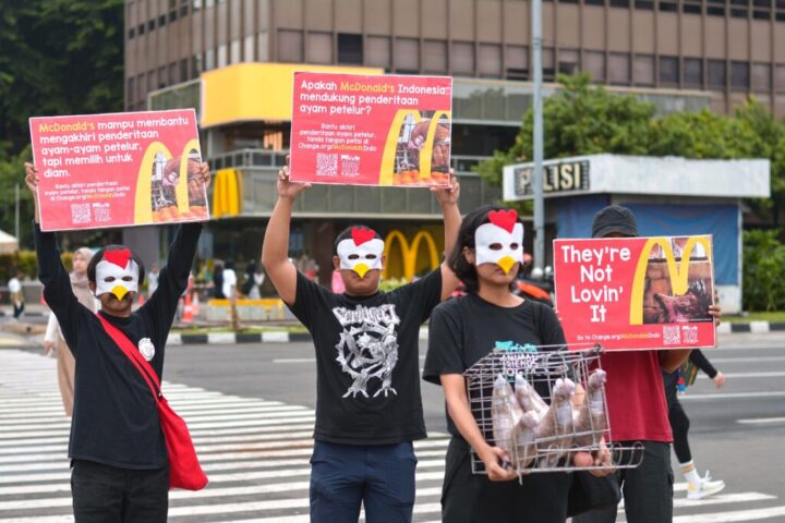 Gelar Aksi di Lima Kota, AFJ Desak McDonald’s Indonesia untuk Terapkan Kebijakan Kesejahteraan Ayam Petelur yang Lebih Tinggi