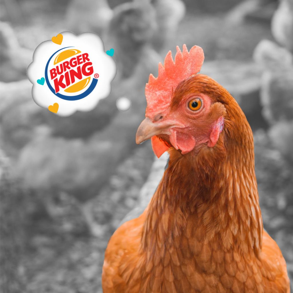 Burger King, Berkomitmen Bebas Kandang Baterai di Indonesia
