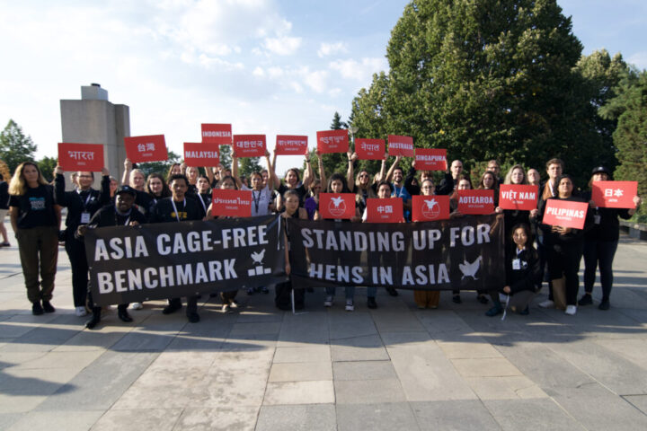 Indonesia Masuk Peringkat ke-7 dalam Laporan Benchmark Bebas Sangkar (Cage-Free) Asia