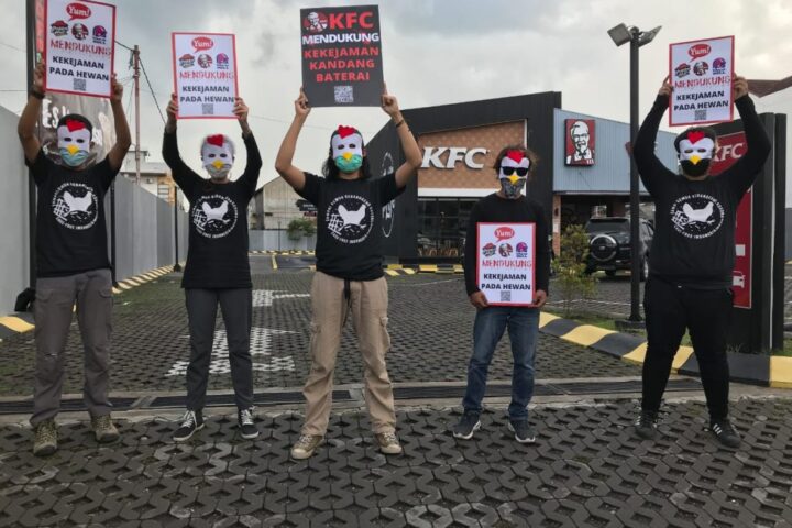 Organisasi Perlindungan Hewan di Indonesia dan Dunia Bersatu Mendesak KFC, Pizza Hut dan Taco Bell untuk Berhenti Menggunakan Telur dari Kandang Baterai