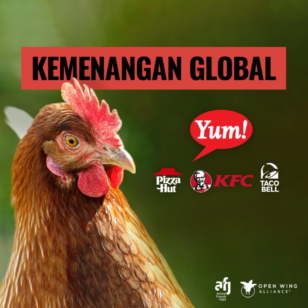 GLOBAL VICTORY- KFC, PIZZA HUT DAN TACO BELL MENGUMUMKAN KEBIJAKAN BEBAS KANDANG BATERAI SECARA GOBAL UNTUK KESEJAHTERAAN JUTAAN AYAM PETELUR