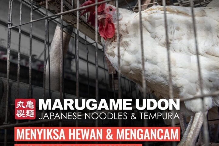 KOALISI GLOBAL MENDESAK RESTORAN-RESTORAN TORIDOLL UNTUK MENGAKHIRI KANDANG BATERAI YANG KEJAM DARI RANTAI PASOKANNYA
