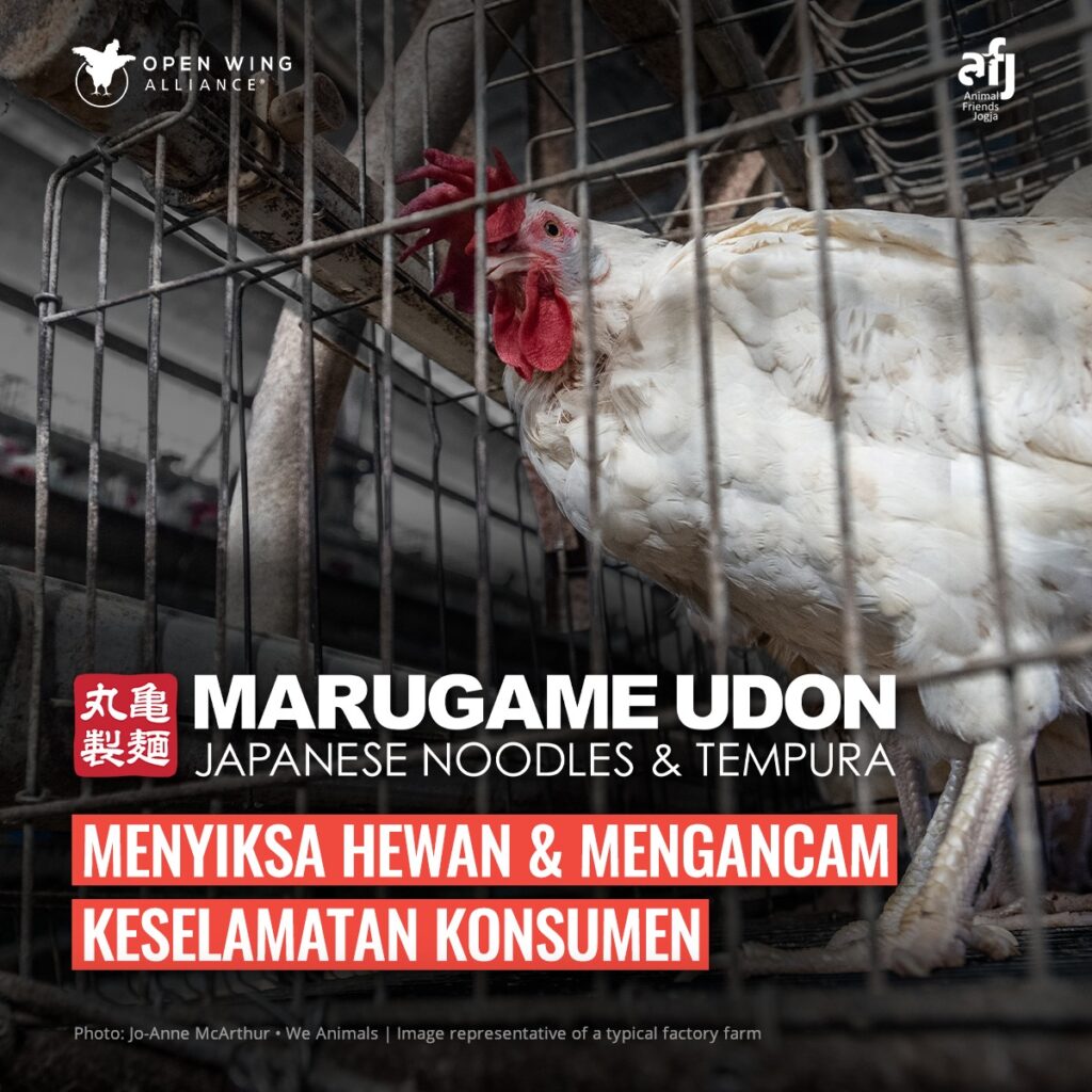 KOALISI GLOBAL MENDESAK RESTORAN-RESTORAN TORIDOLL UNTUK MENGAKHIRI KANDANG BATERAI YANG KEJAM DARI RANTAI PASOKANNYA