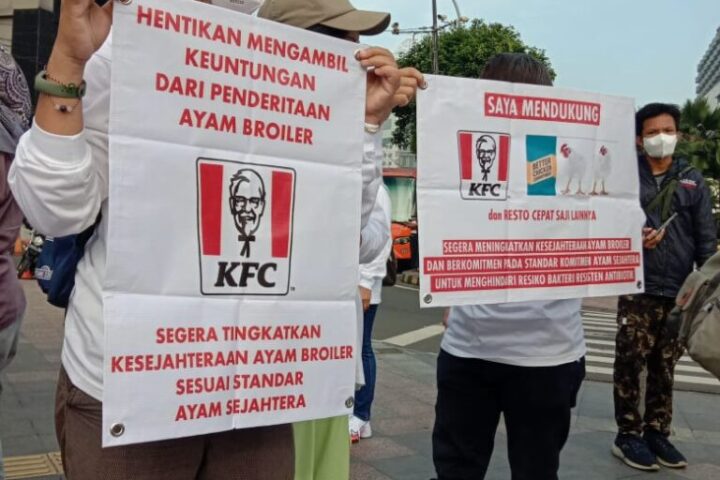 Koalisi Ayam Sejahtera Desak Pemerintah dan Pengusaha Serius Tangani Resistensi Antimikroba