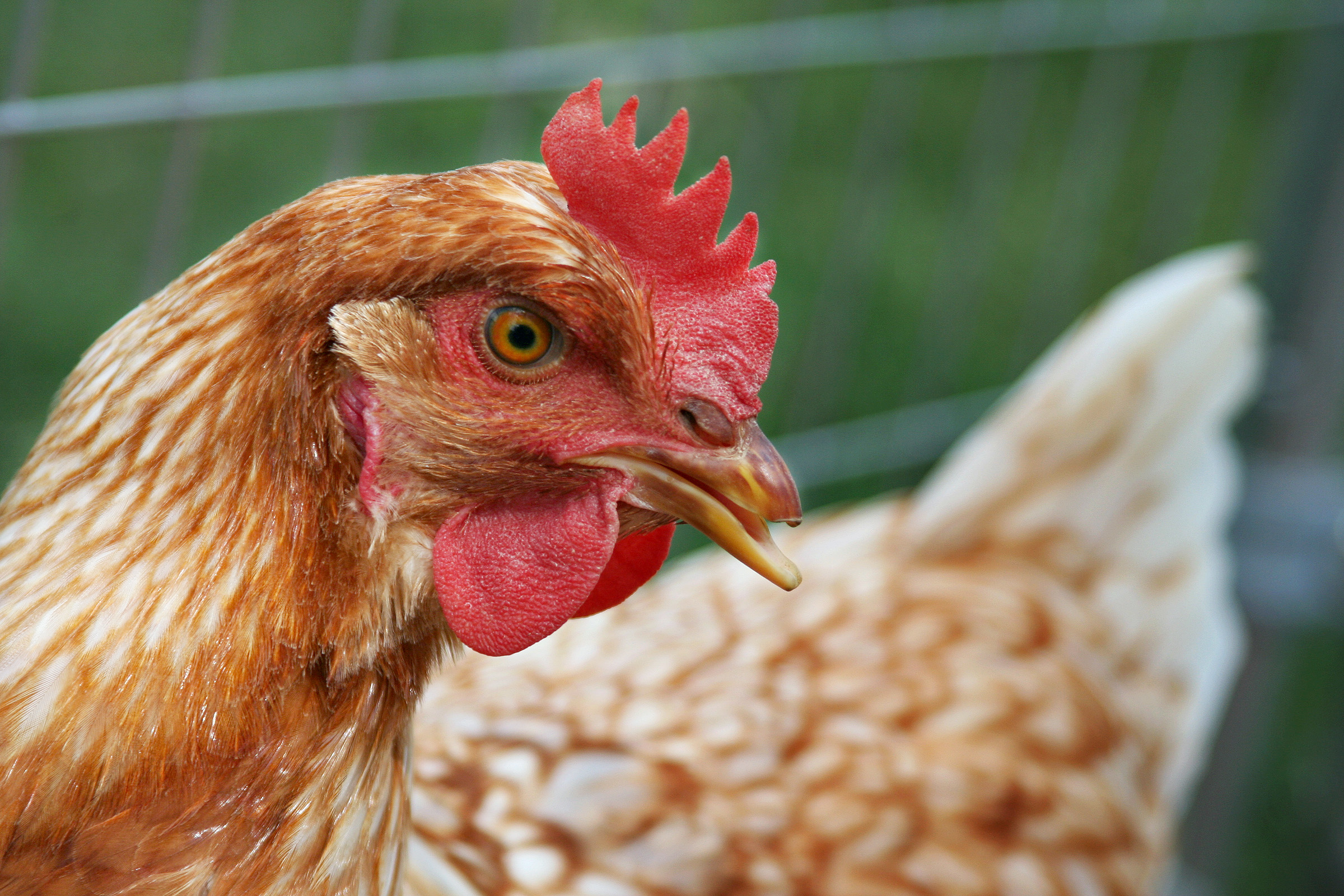 Debeaking/Mutilasi Paruh Ayam