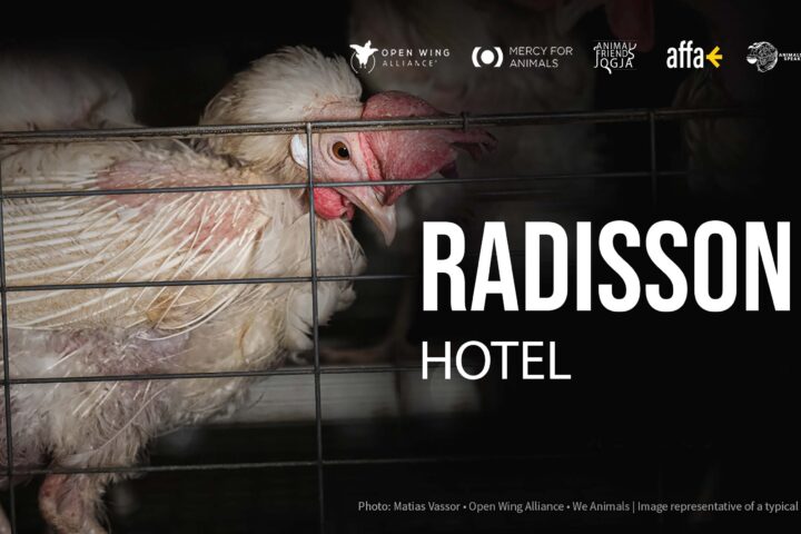 Radisson Hadapi Kecaman Global karena Mengingkari Janji Bebas Sangkarnya