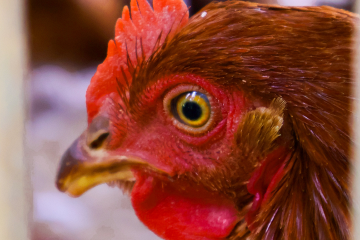 Suara Kita Mengubah Nasib Ayam Petelur di 2025