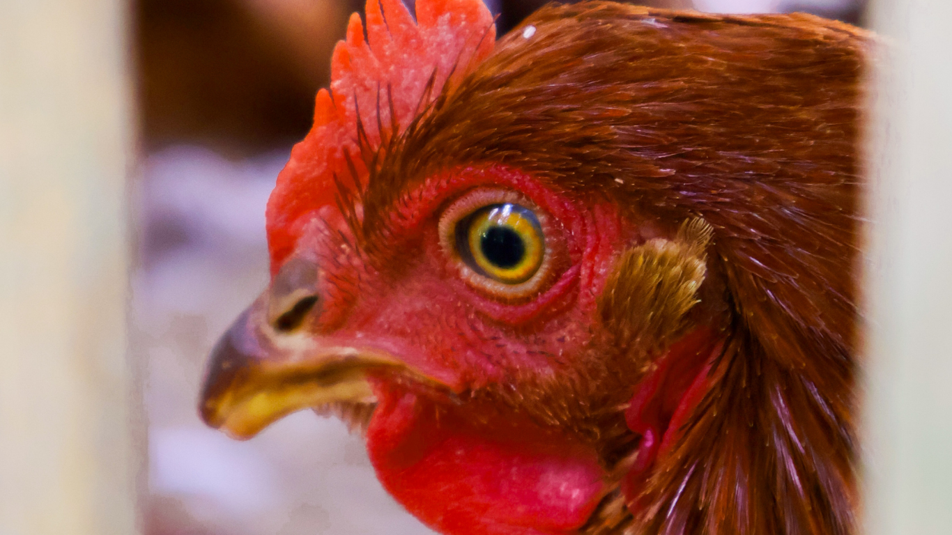 Suara Kita Mengubah Nasib Ayam Petelur di 2025