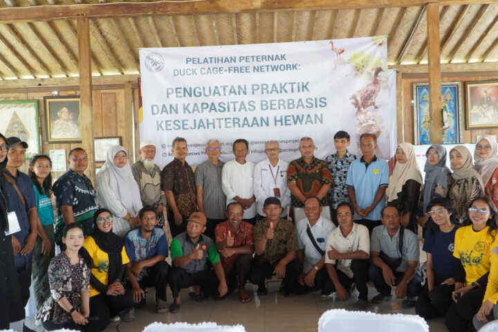 Peningkatan Praktik Kesejahteraan Hewan Melalui Jaringan Peternak Itik Petelur Bebas Sangkar