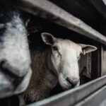 Tom Woollard _ We Animals