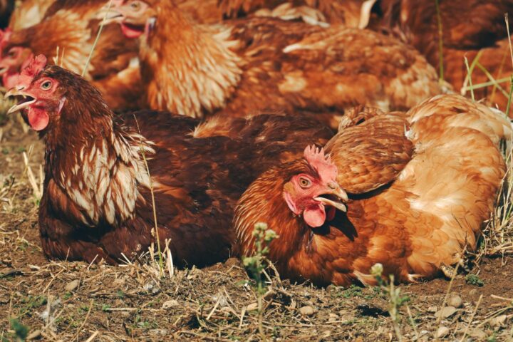Cage-Free Tracking 2026: Mayoritas Perusahaan Lokal DI Yogyakarta dan Jawa Tengah Berhasil Penuhi Komitmen Telur Bebas Sangkar