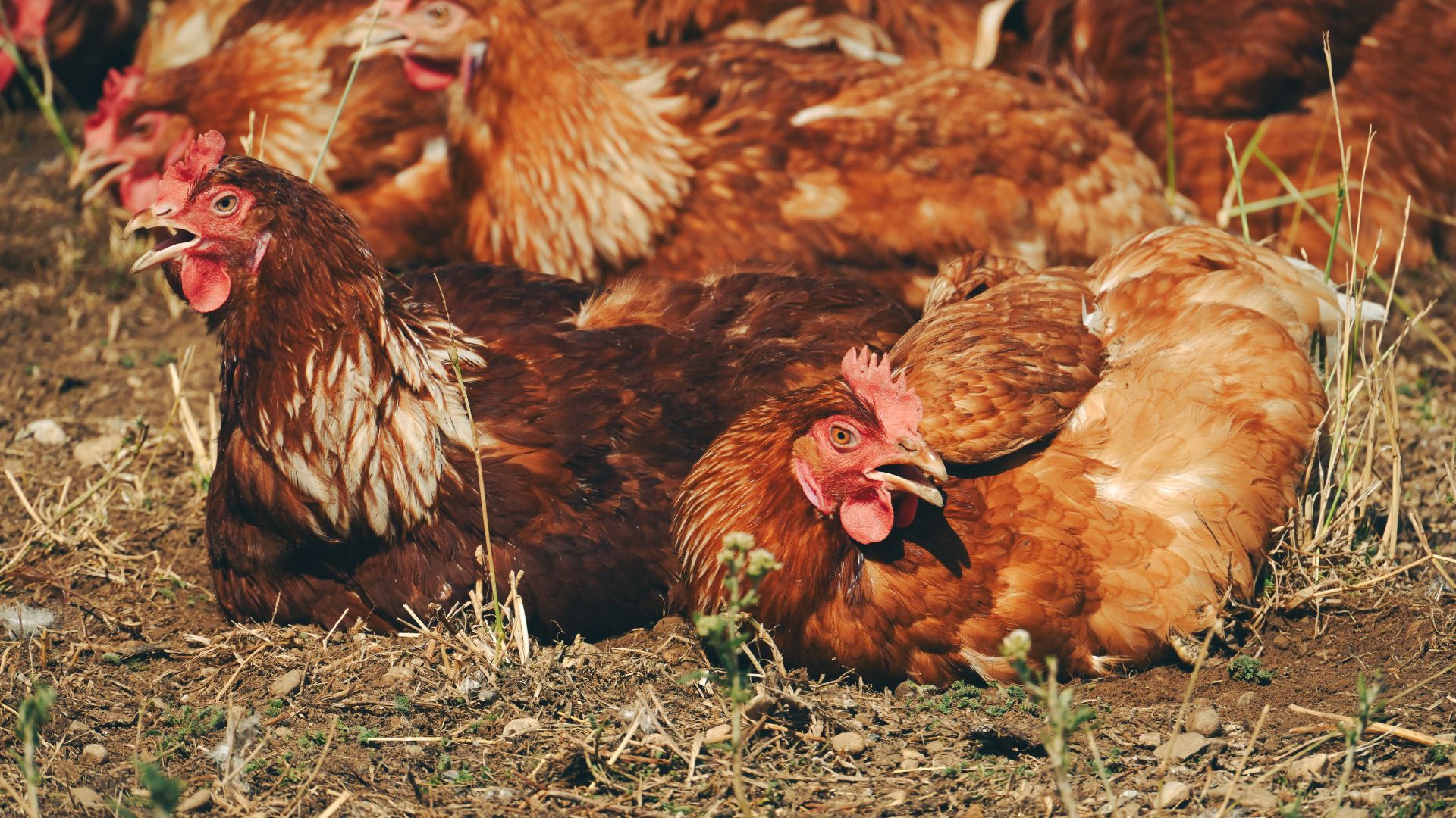 Cage-Free Tracking 2026: Mayoritas Perusahaan Lokal DI Yogyakarta dan Jawa Tengah Berhasil Penuhi Komitmen Telur Bebas Sangkar