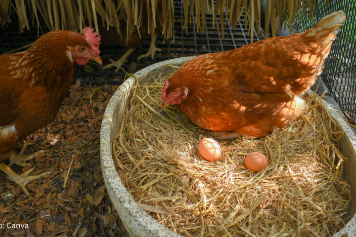 Penelitian Animal Friends Jogja Ungkap Kesenjangan Pemahaman Konsumen terhadap Telur Bebas Sangkar