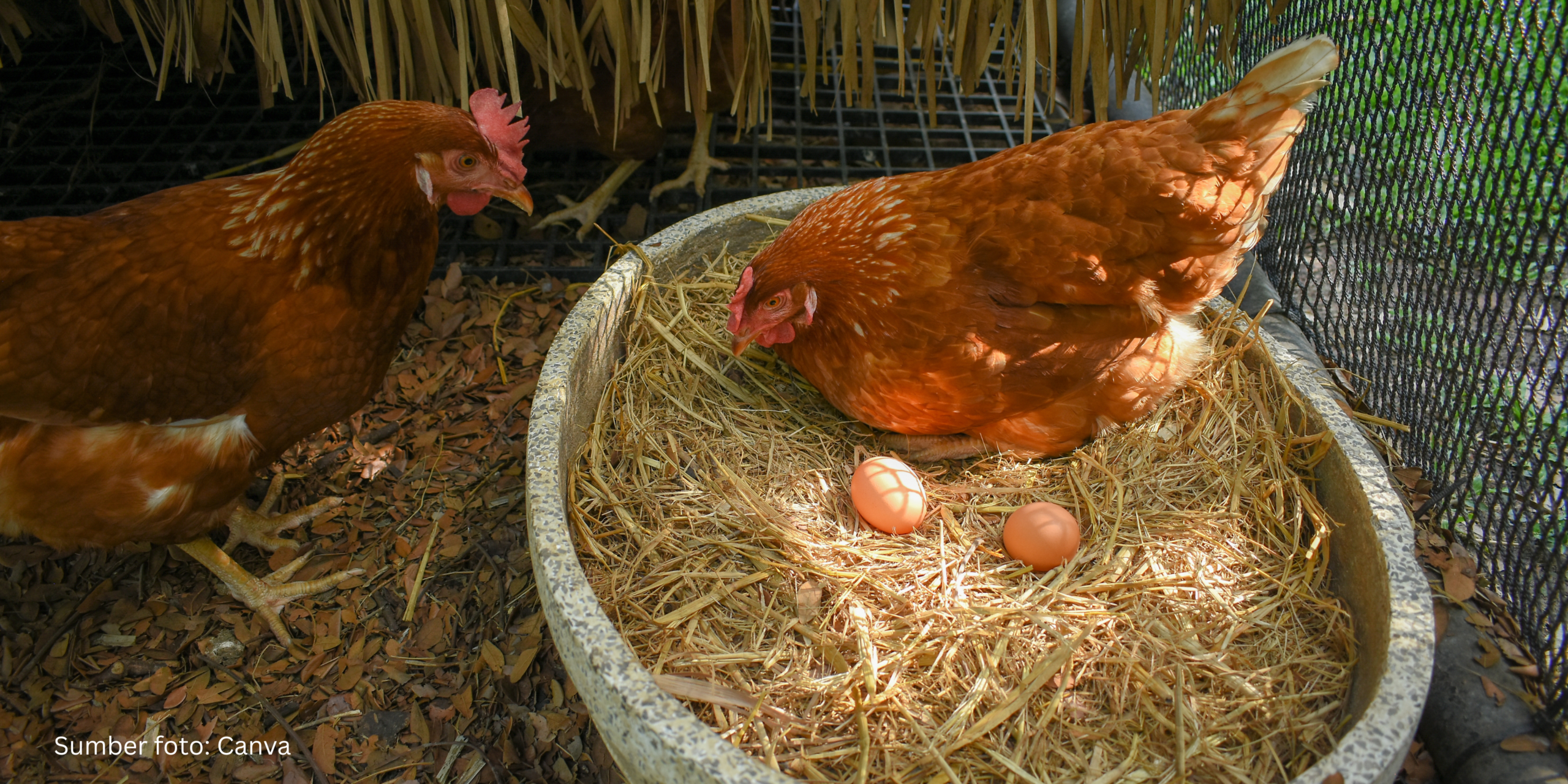 Penelitian Animal Friends Jogja Ungkap Kesenjangan Pemahaman Konsumen terhadap Telur Bebas Sangkar